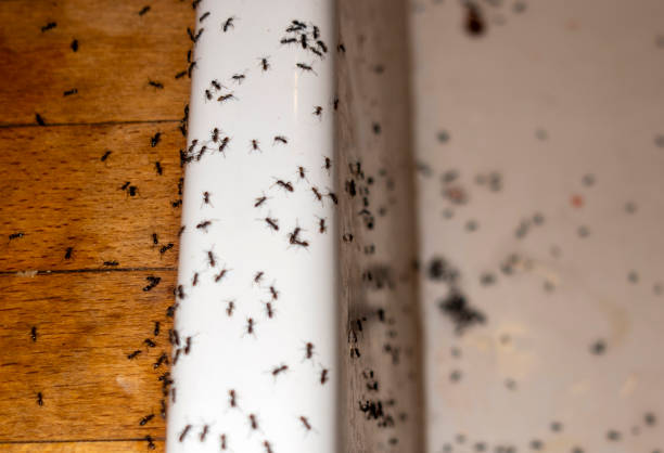 Best Best Pest Control Companies  in Ladoga, IN